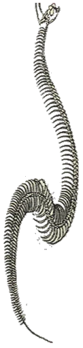 The coiled spine. Archive: Images/spine1.gif